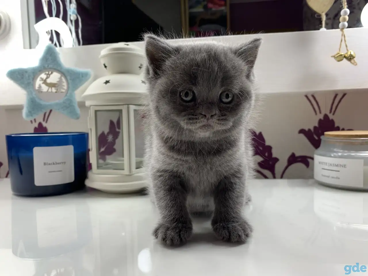 Британские котята., фотография 5
