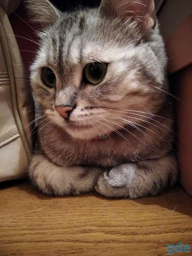 Умная кошка Ричи в добрые руки, фотография 4