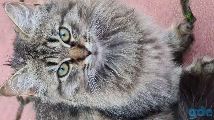 Милые котики ищут дом, 4 месяца, фотография 1