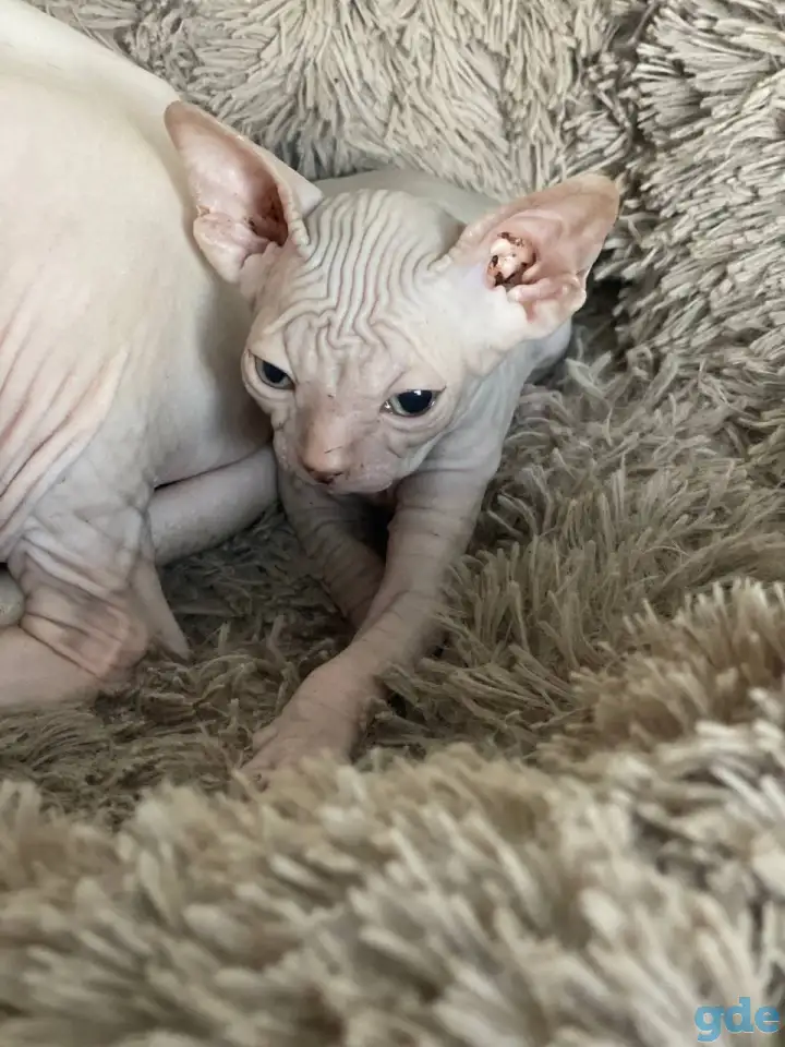 Котята канадского сфинкса, фотография 8