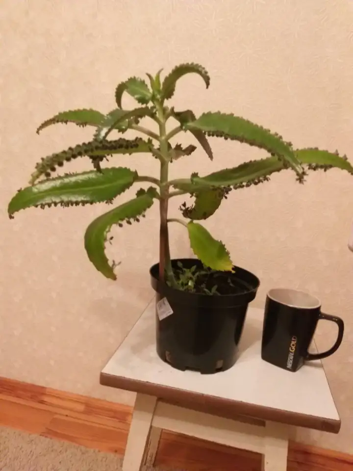 Юное каланхоэ в горшке !, фотография 1
