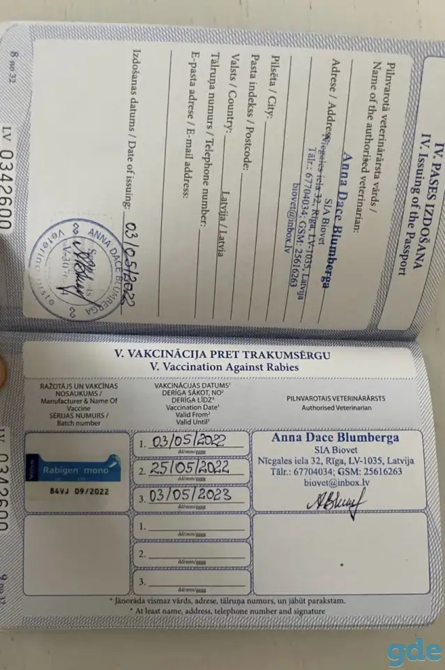 Вязка кобеля Французкого бульдога с отличной родословной, фотография 6