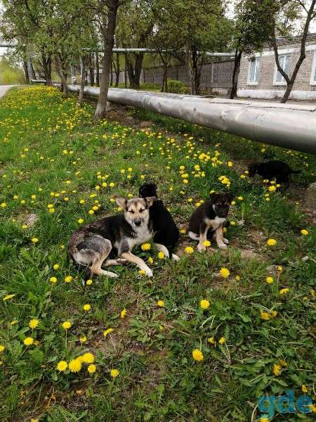 СРОЧНО. Щенок-мальчик ОЧЕНЬ ищет хозяина., фотография 3