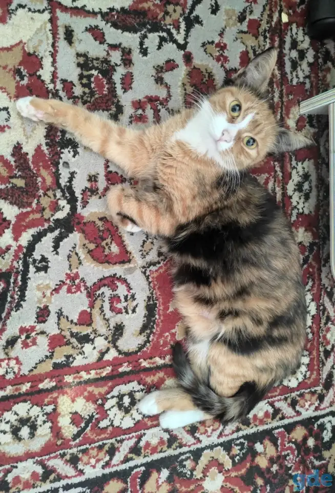 Котята в очень добрые руки, фотография 4