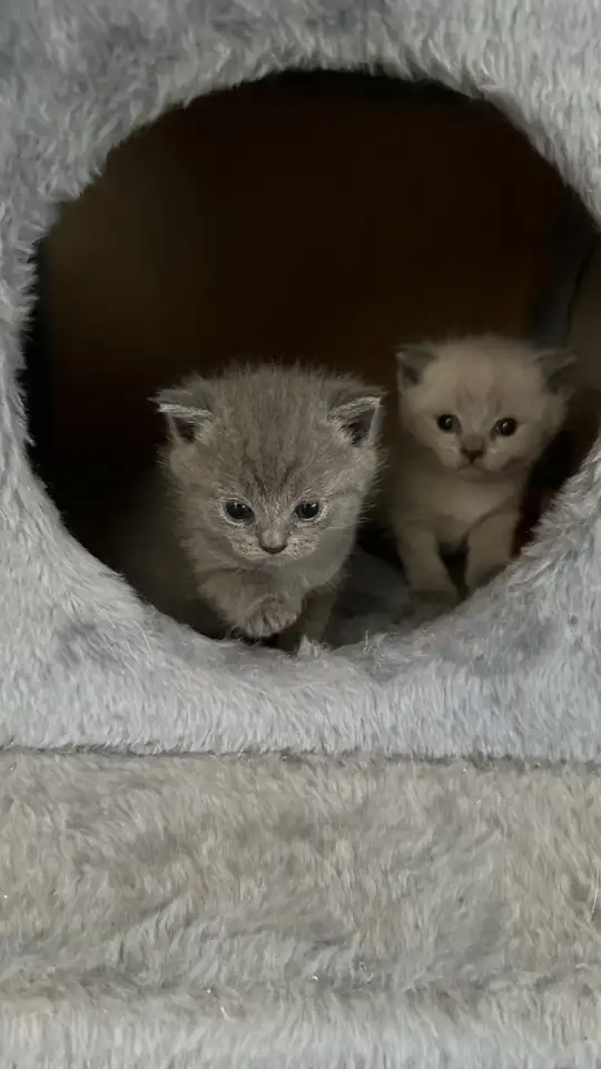 Британские котята, фотография 4