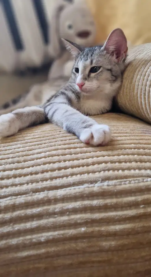 Ориентальный котёнок кошечка, фотография 2