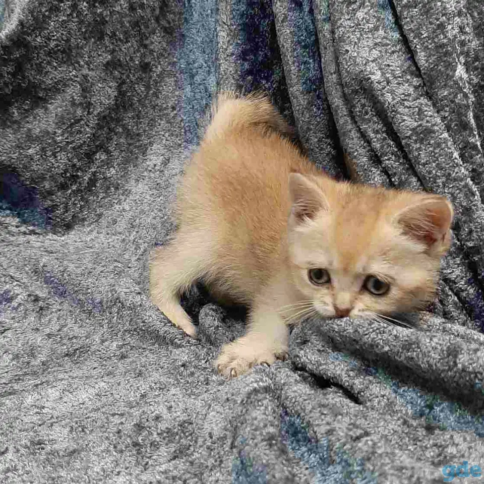Шотландская кошка золотая шиншилла, фотография 3