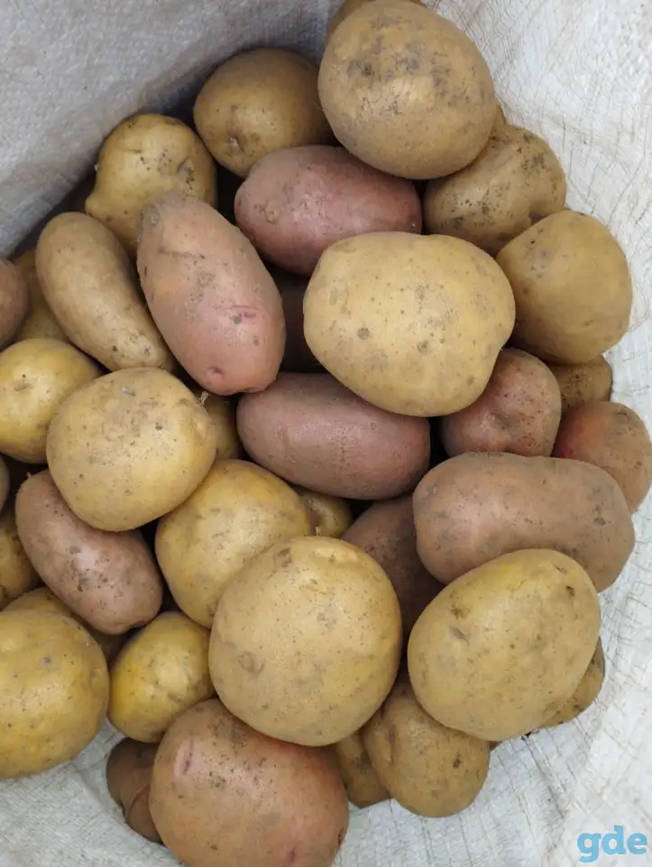 Продам домашний картофель, фотография 1