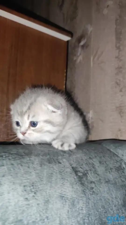 Шотландские чистокровные котята, фотография 2