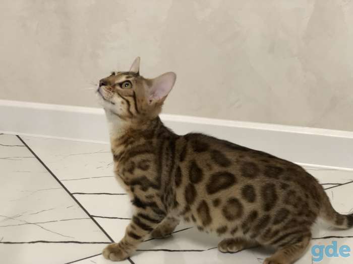 Бенгальская кошечка, фотография 1