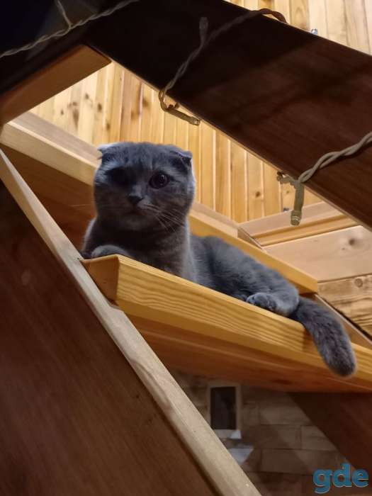 Котята ищут своих любимых хозяевов, фотография 4