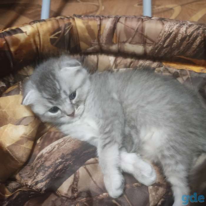 Шотландские котята, фотография 6
