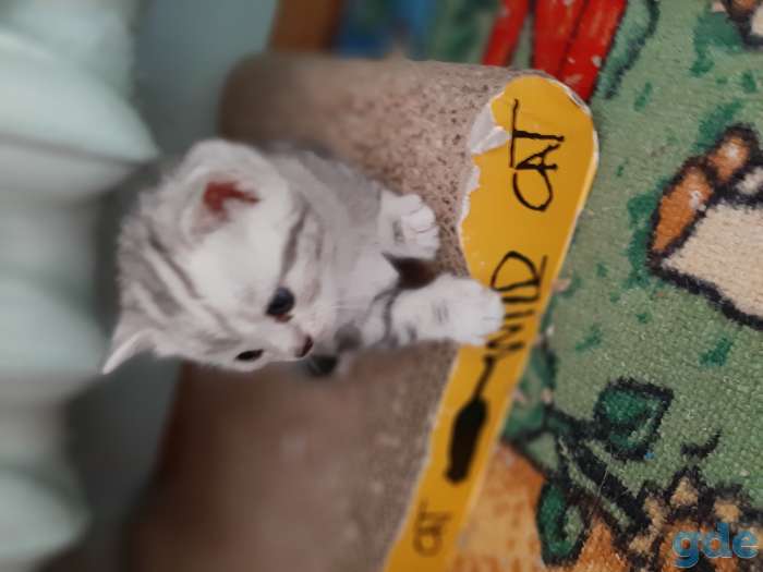 Шотландские котята, фотография 9