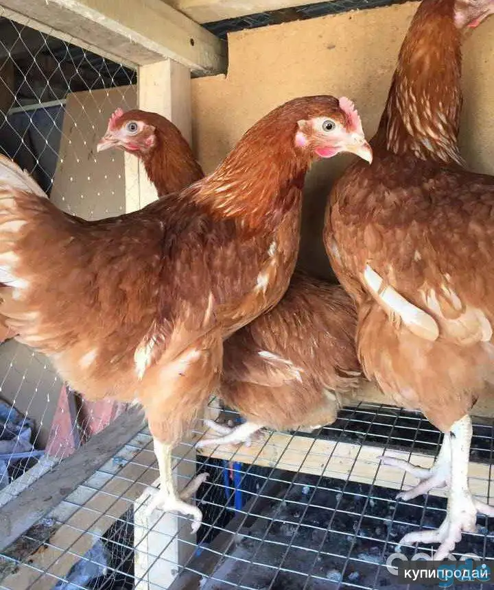Продам курей, фотография 1