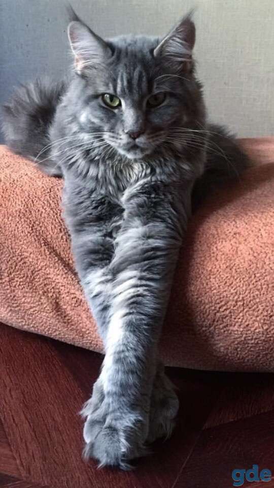 Породистый котенок Мейн-кун, фотография 3