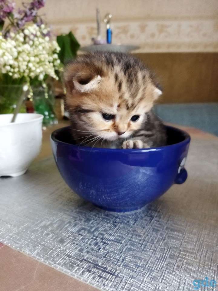 Котята шотландские, фотография 1