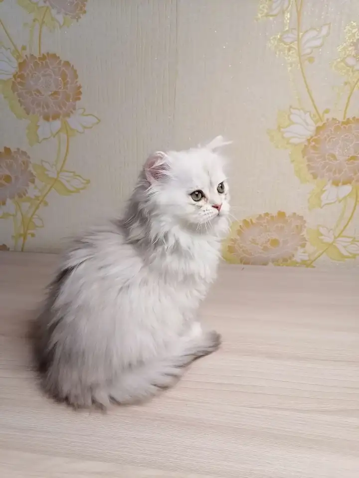 Британская кошечка, фотография 4