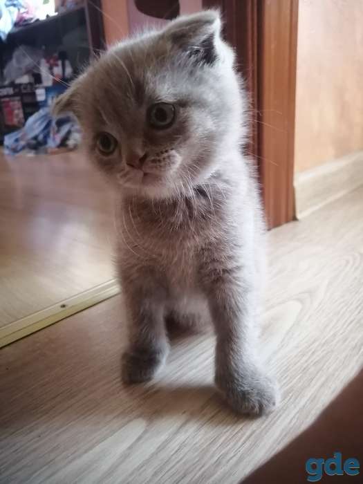 Котенок ищет семью, фотография 2