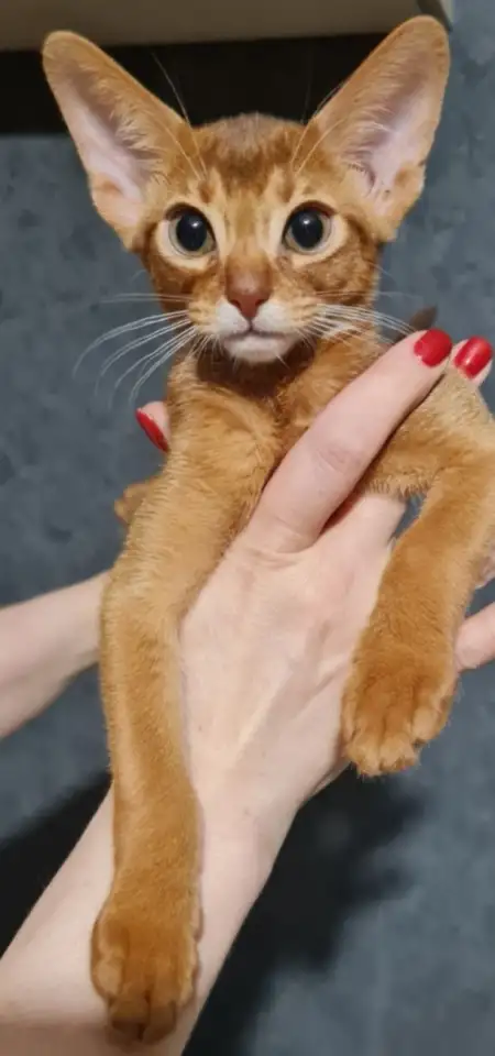 Котята, фотография 8