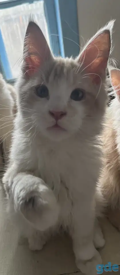 Котята Мейн Кун, фотография 2