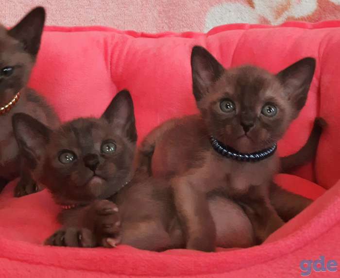 Европейская бурма, котята, фотография 4