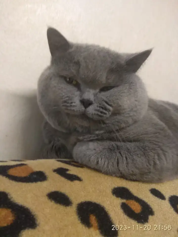 Британский короткошёрстный. Вязка., фотография 4