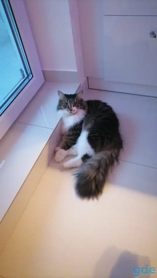 Кот Тоша в добрые руки!, фотография 1