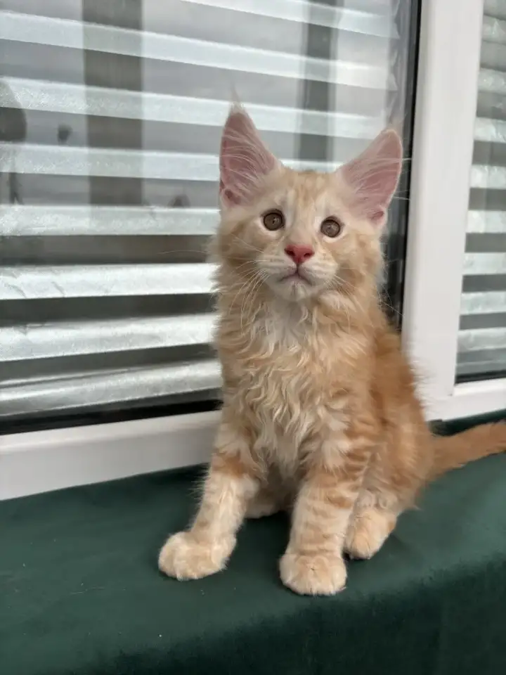 Котенок мейн кун, фотография 2