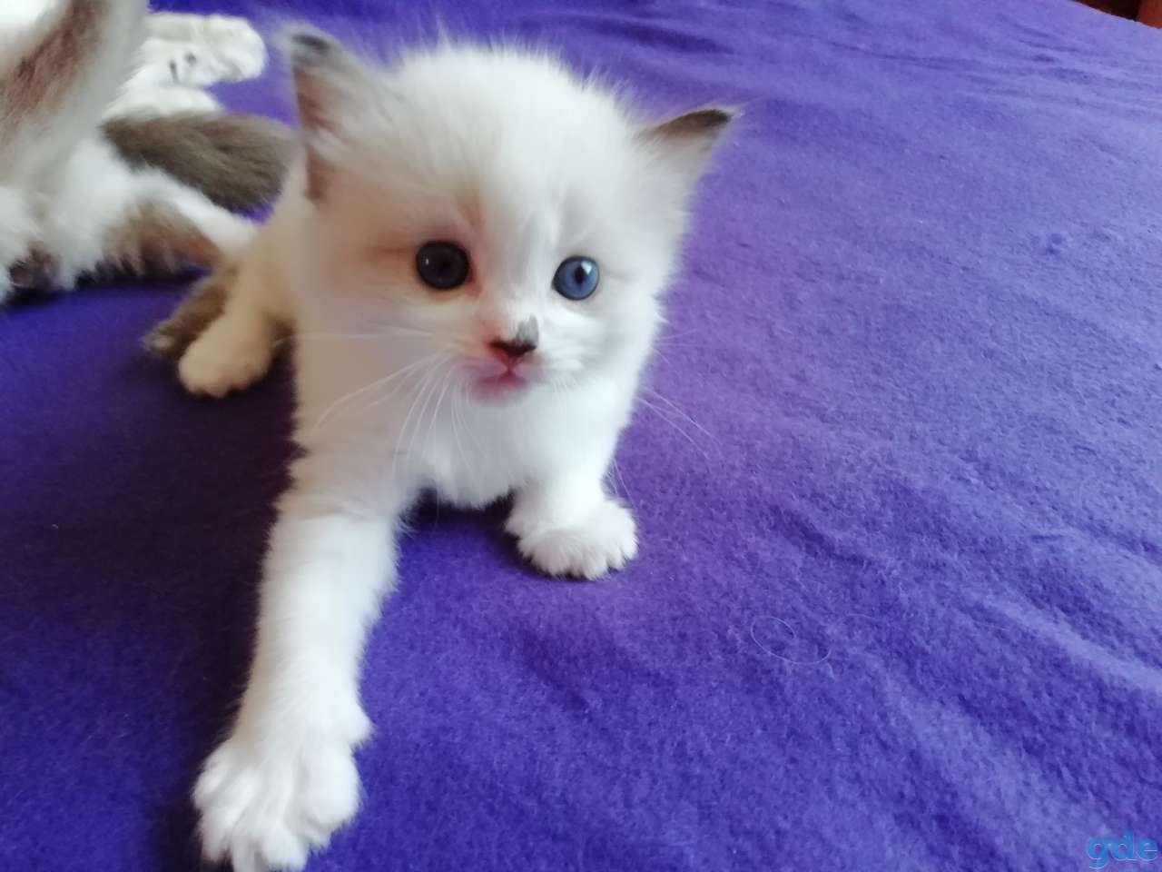 Котёнок Рэгдолл в любящую семью, фотография 1