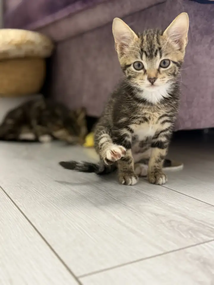 Котята-тигрята в добрые руки., фотография 8