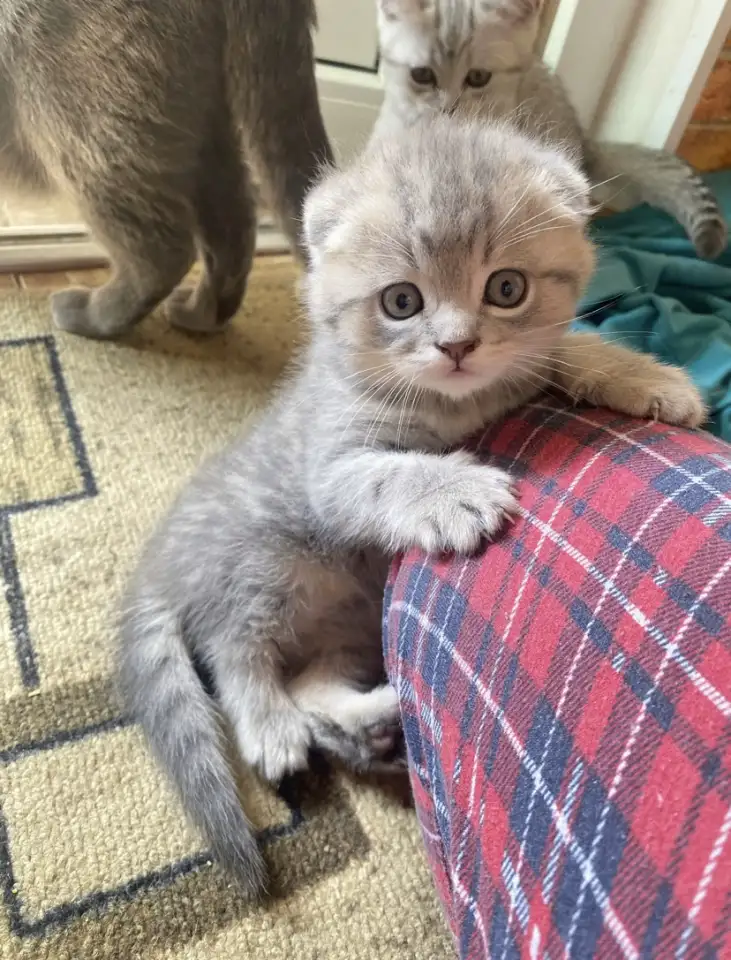 Шотландские котята, фотография 1