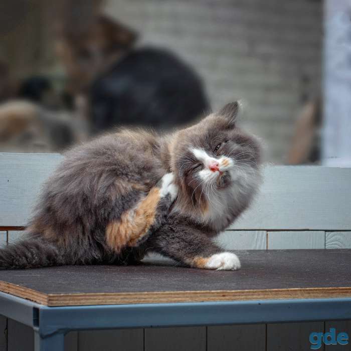котята в дар, фотография 8