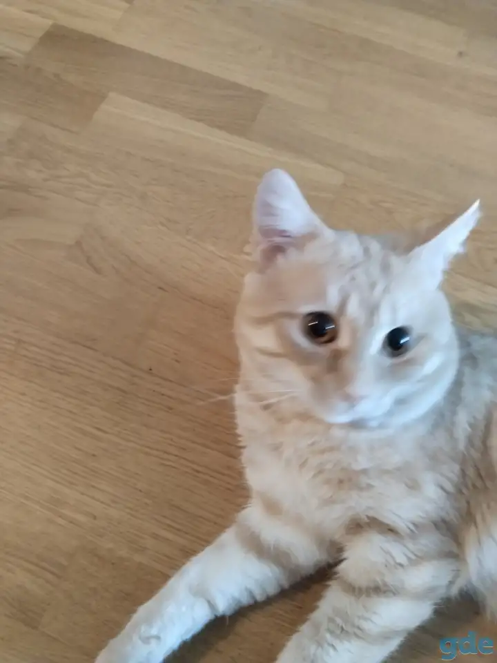 Отдам кота в хорошие руки, фотография 2