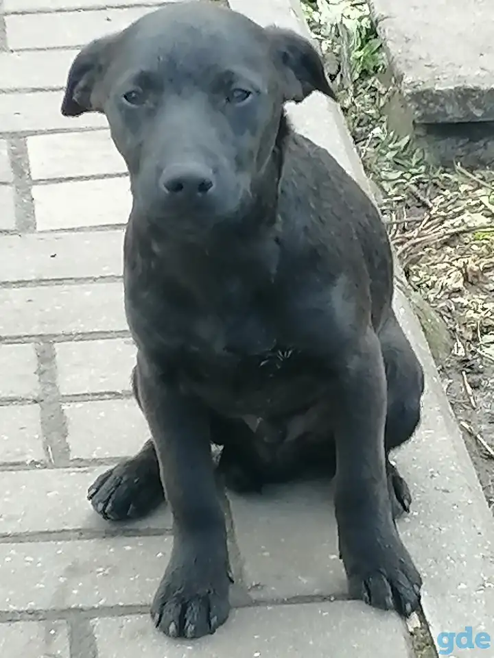 Кобель породистый., фотография 1