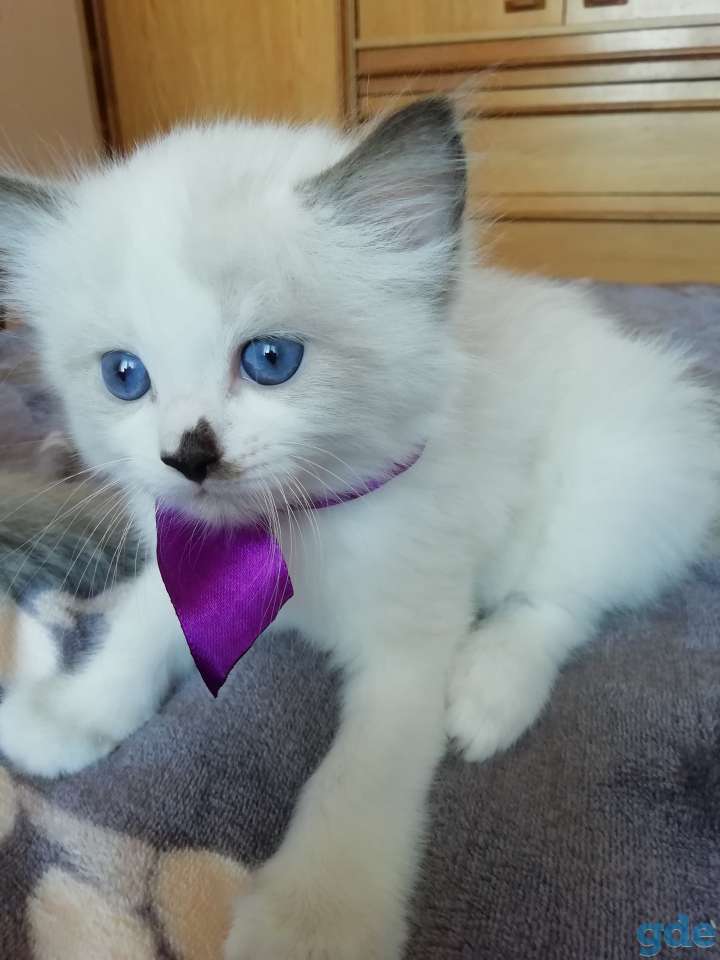 Котёнок Рэгдолл в любящую семью, фотография 1