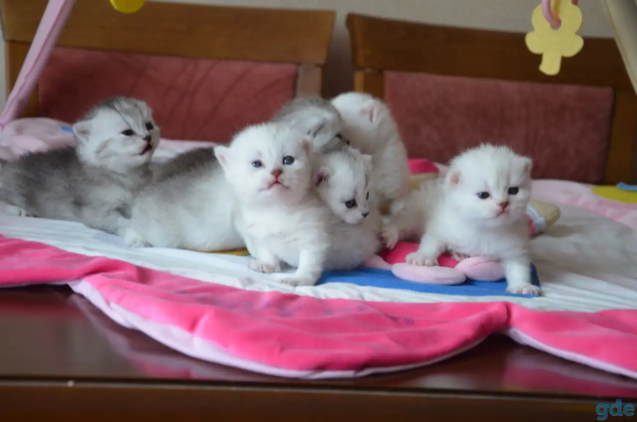 Шотландские котята, фотография 3