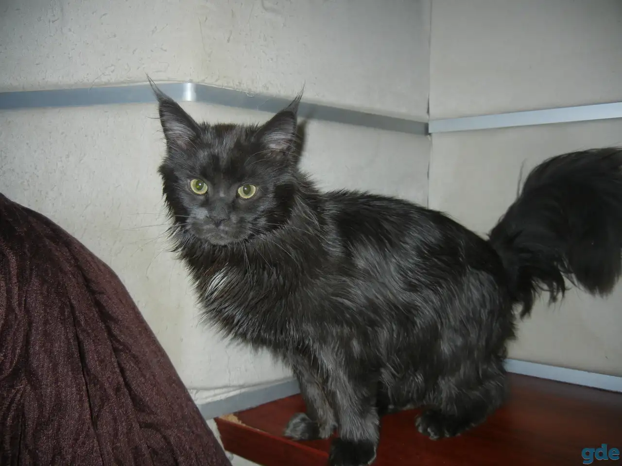 породистые котята мэйнкун, фотография 2