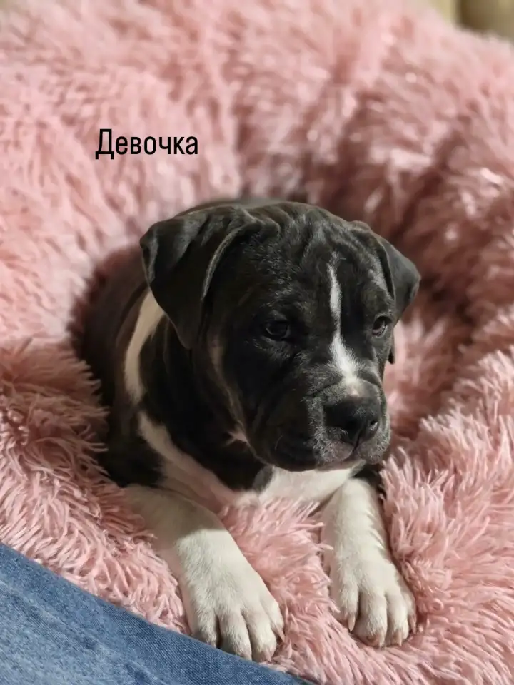 Щенки Американского булли, фотография 1