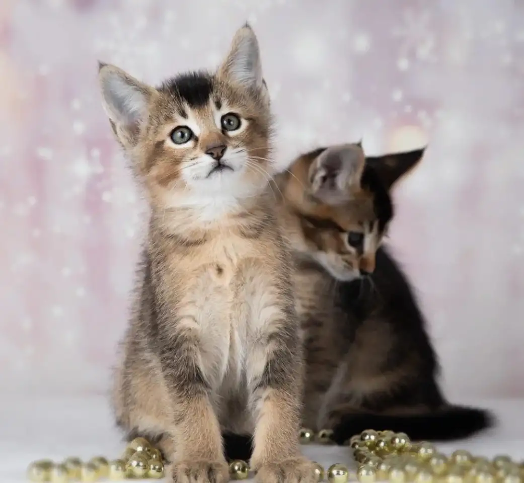 В продаже котята Каракат f4 и Каракат f5., фотография 3