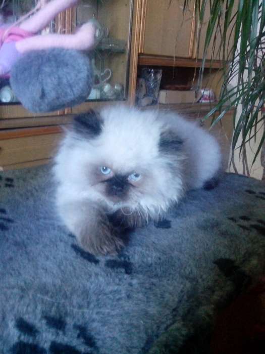 персики котята, фотография 4