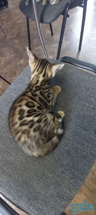 Бенгальские котята, фотография 3