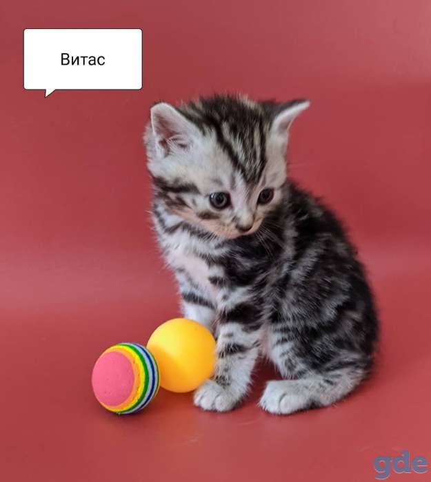 Вислоухие и прямоухие шотландские котята, фотография 4