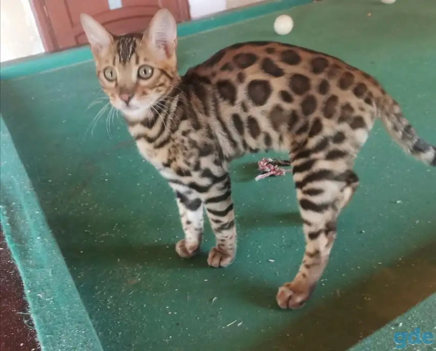 Продам бенгальского котика, фотография 6