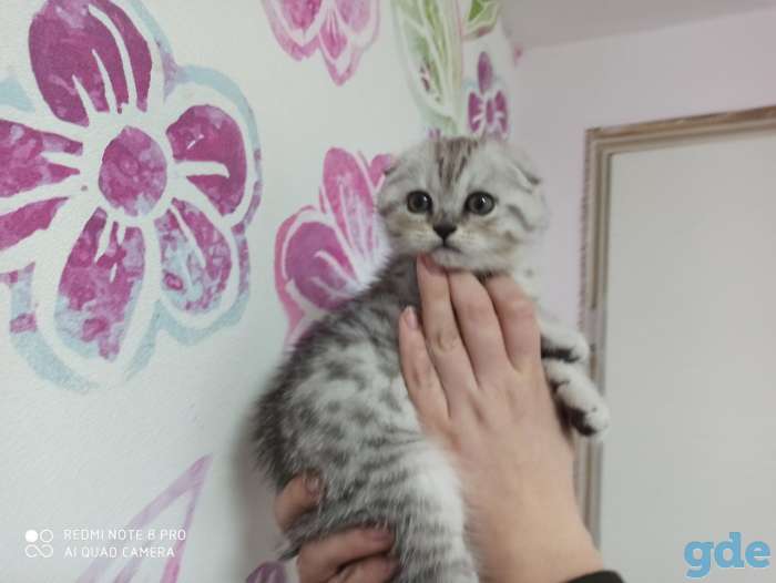 Котята, фотография 4