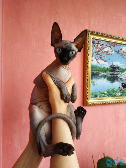 Канадский сфинкс кошка, фотография 3