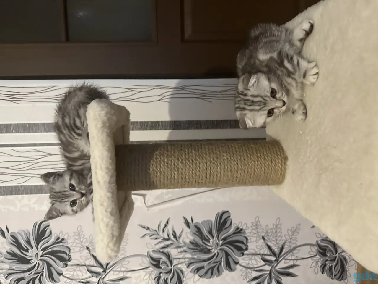 Шотландские котята, фотография 1
