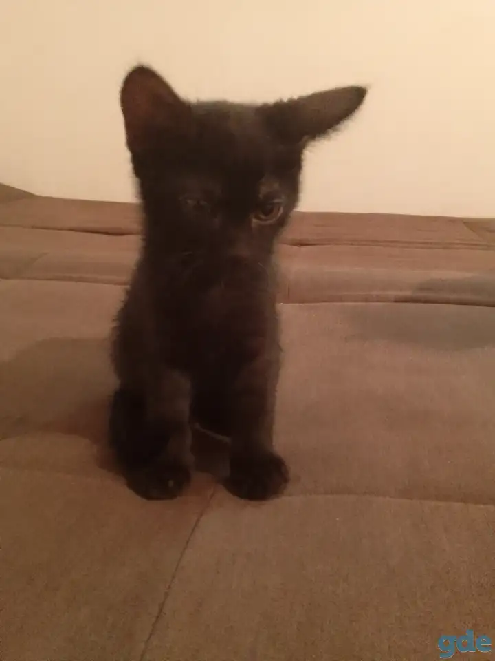 Котята в дар, фотография 4