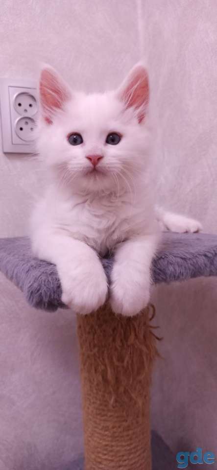 Готовы к продаже котята породы мейн-кун, фотография 9