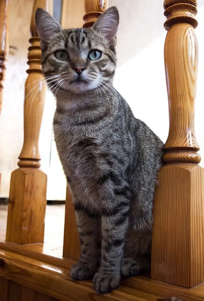 Кот Микки, кастрирован., фотография 3