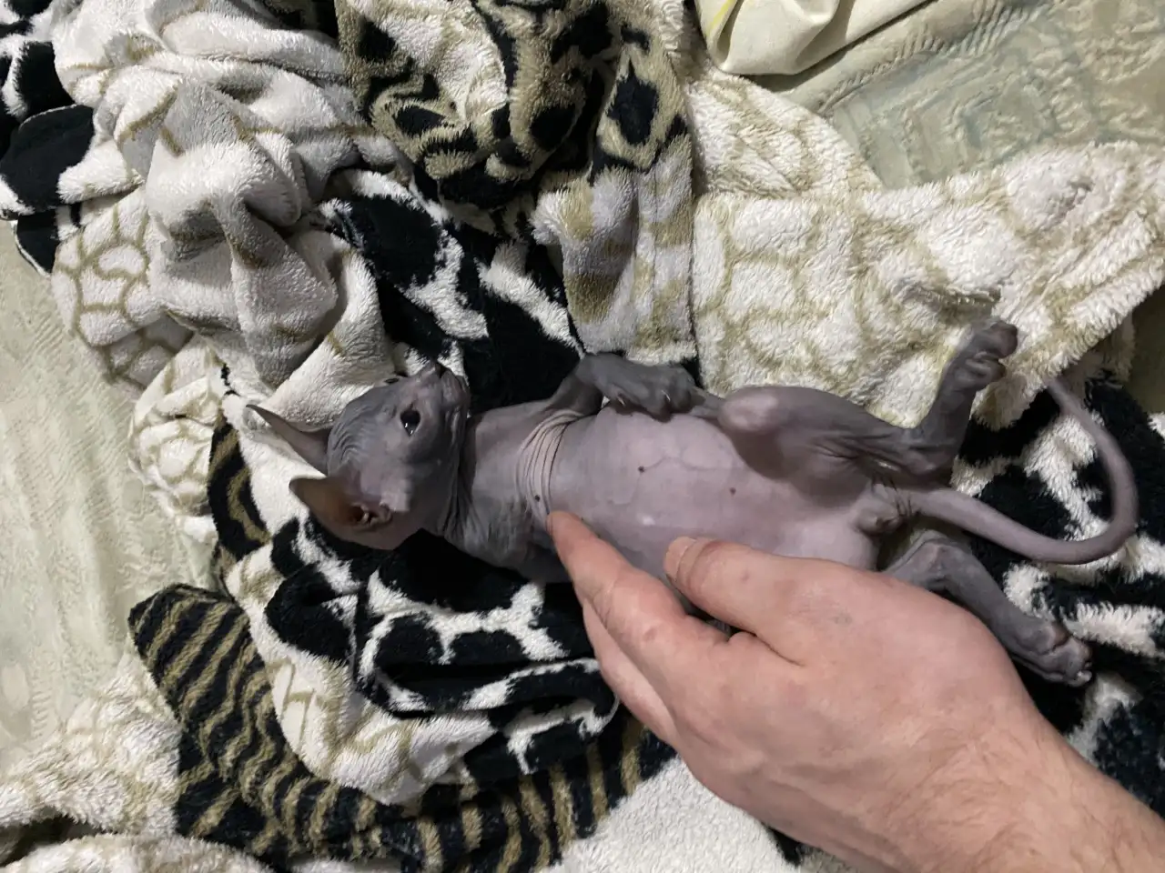Котята канадского сфинкса, фотография 5